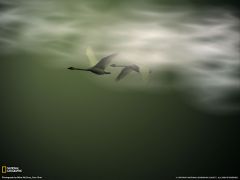 Tapeta National Geographic 580.jpg